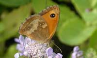 Image of Gatekeeper butterfly on Field Scabious, July 2003