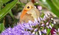 Image of Meadow Brown butterfly on Hebe, June 2004