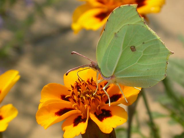 Brimstone butterfly on French Marigold