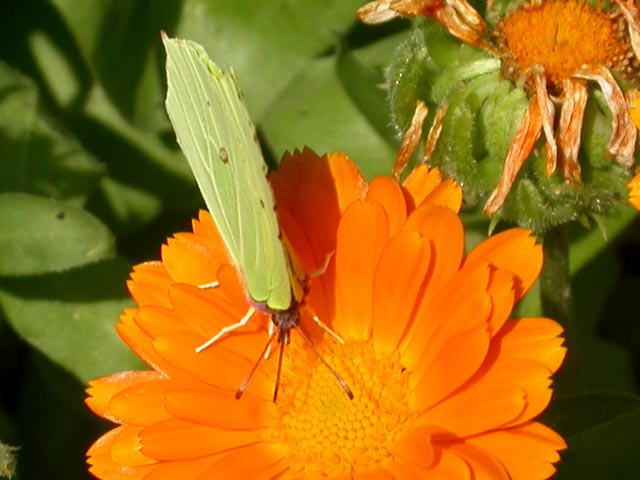 photograph of butterfly