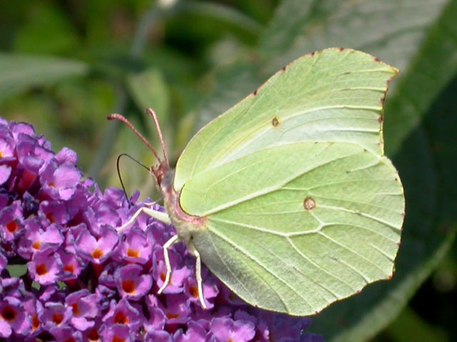 photograph of butterfly