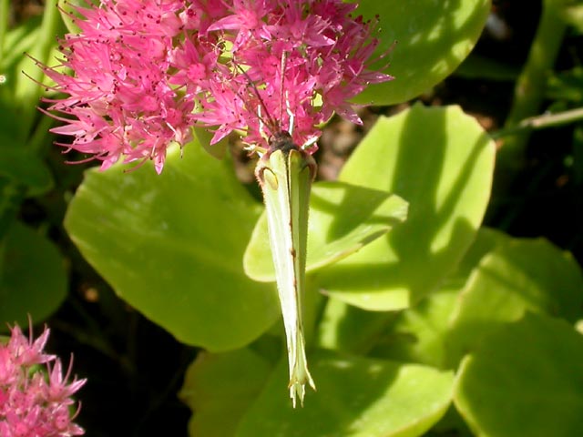 photograph of butterfly