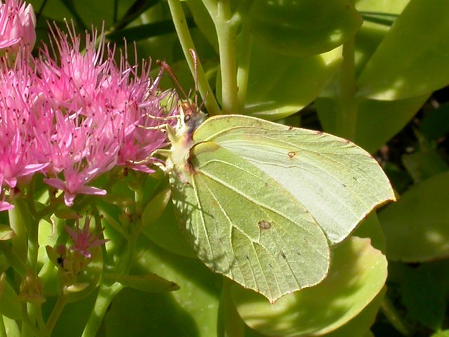 Brimstone butterfly on Sedum spectabile
