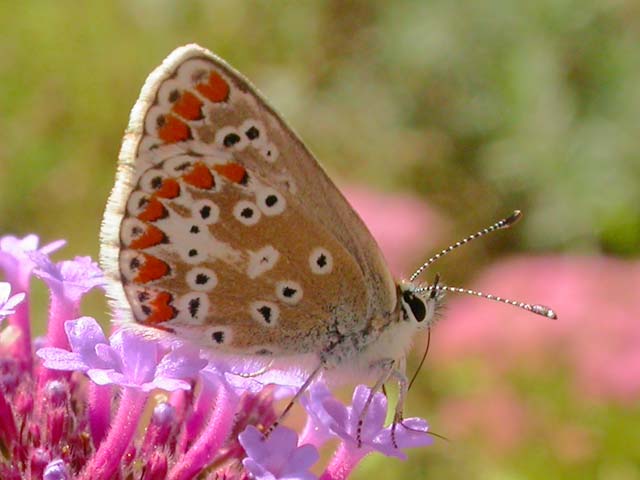 Brown Argus butterfly on Verbena