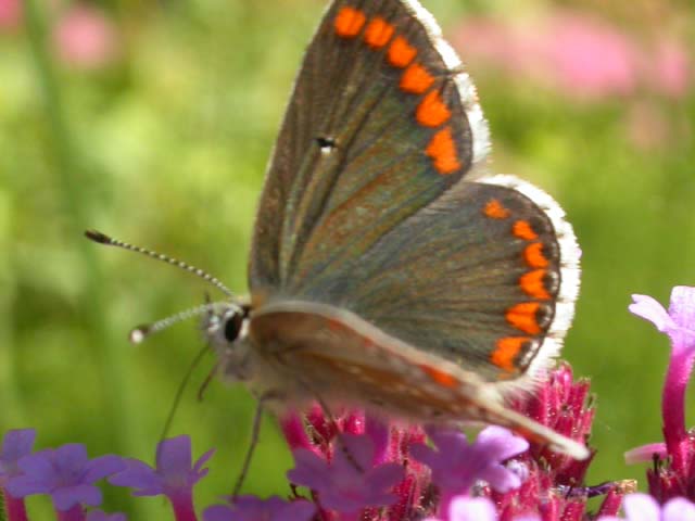 Brown Argus butterfly on Verbena