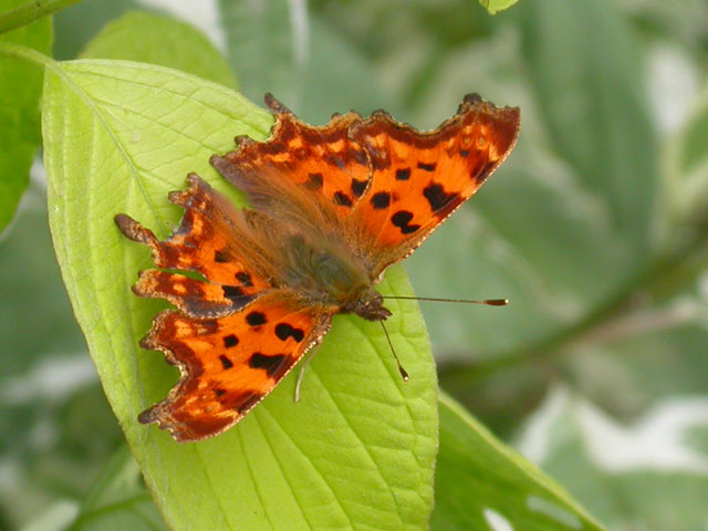 Comma butterfly 