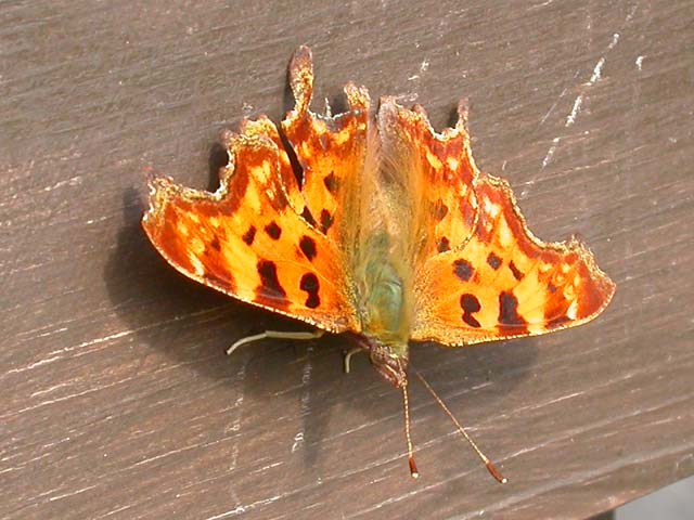 Comma butterfly 