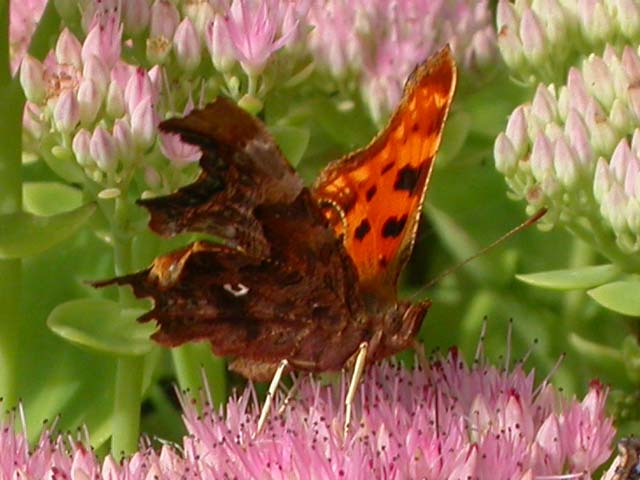 Comma butterfly on Sedum spectabile