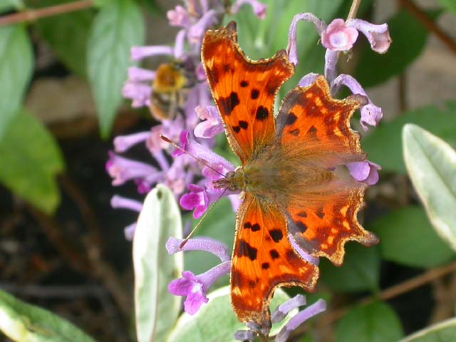 Comma butterfly on Buddleia lindleyana