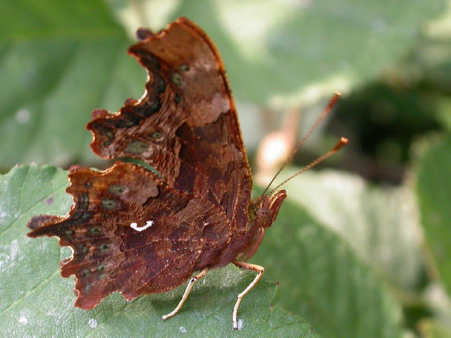 Comma butterfly 