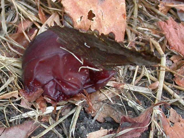 Comma butterfly on fallen fruit