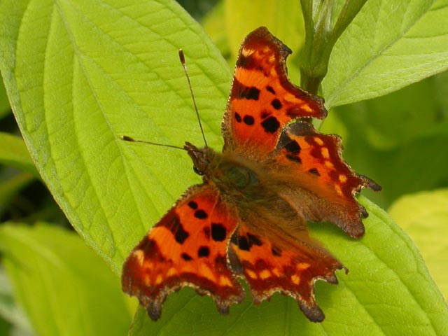 Comma butterfly 