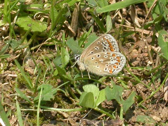 Common Blue butterfly