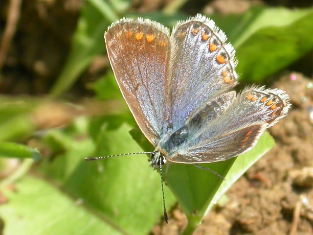 Common Blue butterfly