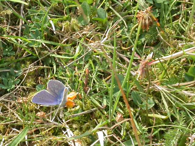 Common Blue butterfly on Bird's Foot Trefoil?