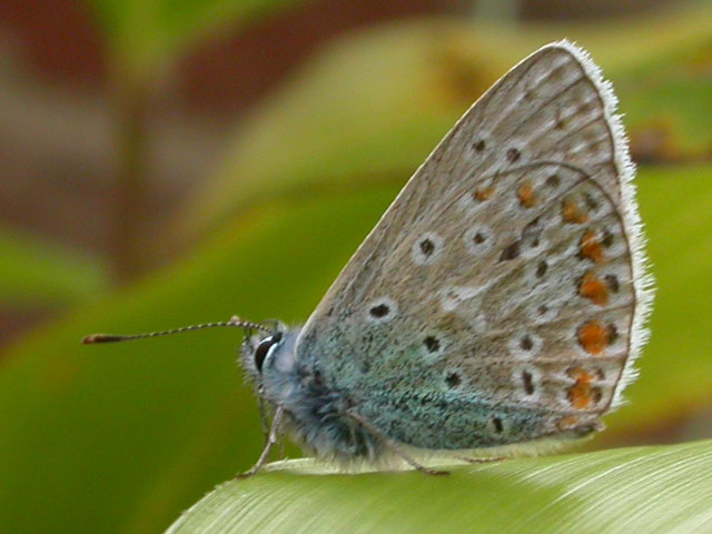 Common Blue butterfly 