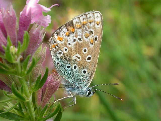 Common Blue butterfly on Hyssop