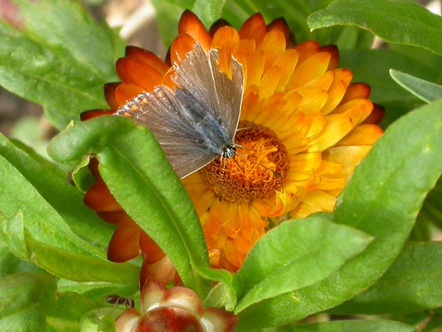 Common Blue butterfly on Helichrysum