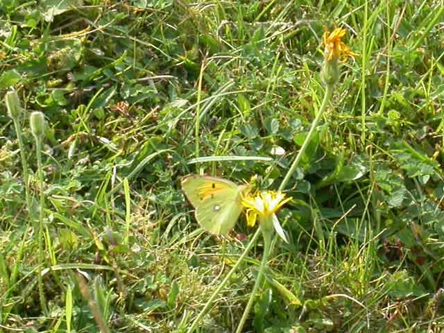 Clouded Yellow butterfly 