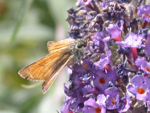 Essex Skipper butterfly on Buddleia 'Nanho Blue'