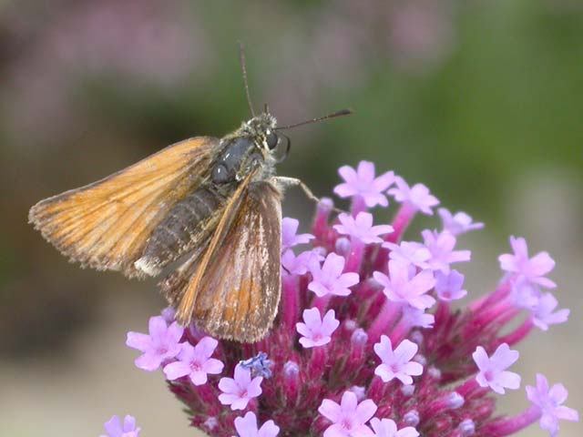 Essex Skipper butterfly on Verbena bonariensis