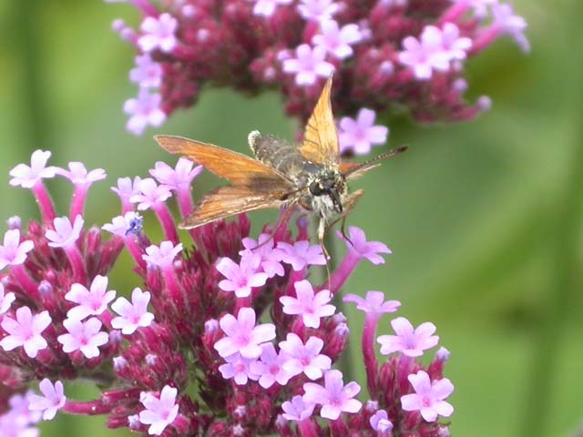 Essex Skipper butterfly on Verbena bonariensis