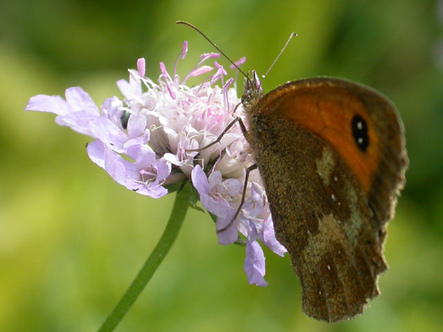 Gatekeeper butterfly on Field Scabious