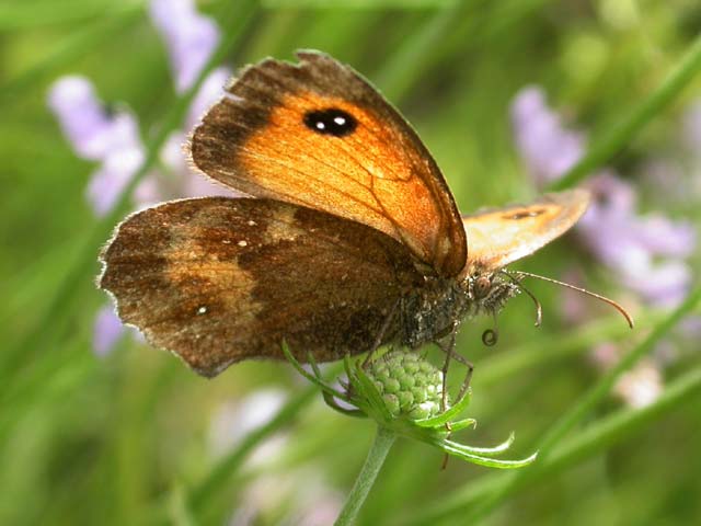 Gatekeeper butterfly on Field Scabious