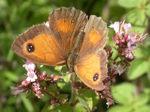 Gatekeeper butterfly on Marjoram