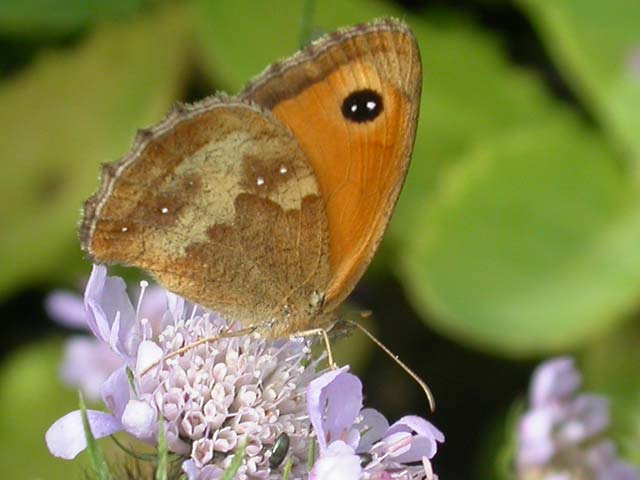 Gatekeeper butterfly on Field Scabious