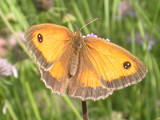 Gatekeeper butterfly on Field Scabious