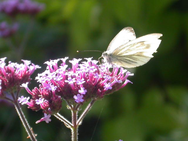 Green-veined White butterfly on Verbena bonariensis