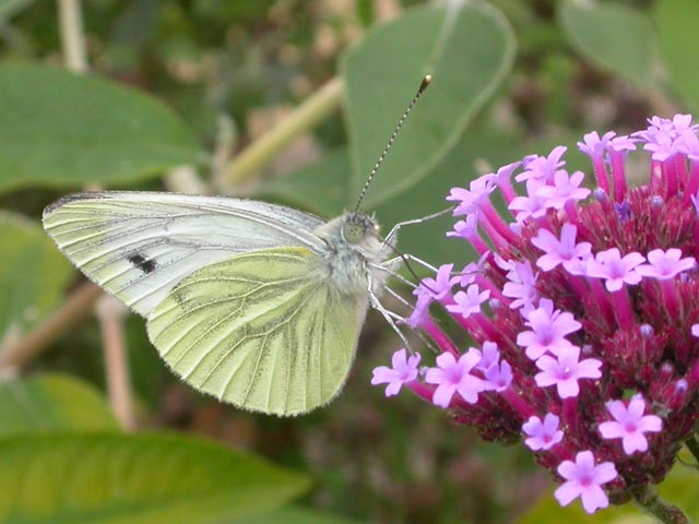 Green-veined White butterfly on Verbena bonariensis