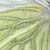 Green-veined White butterfly link