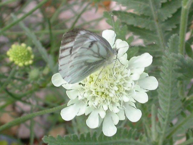 Green-veined White butterfly on Scabious