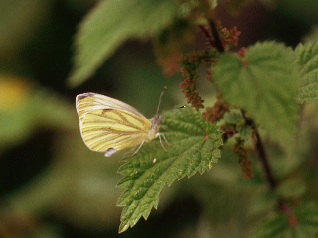 Green-veined White butterfly resting on Nettle