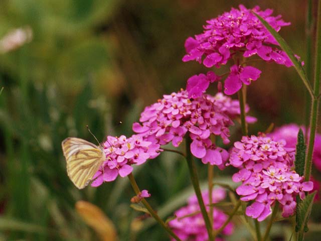 Green-veined White butterfly on Candytuft