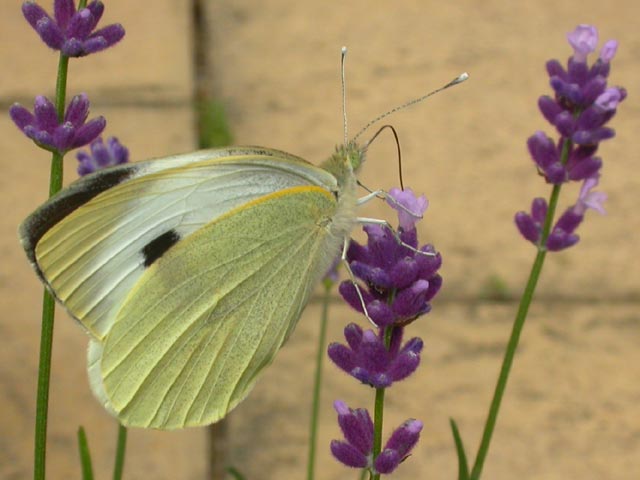 Large White butterfly on Lavender