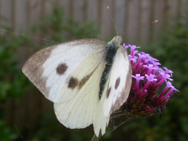 Large White butterfly on Verbena