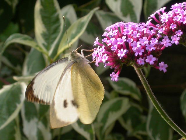 Large White butterfly on Verbena