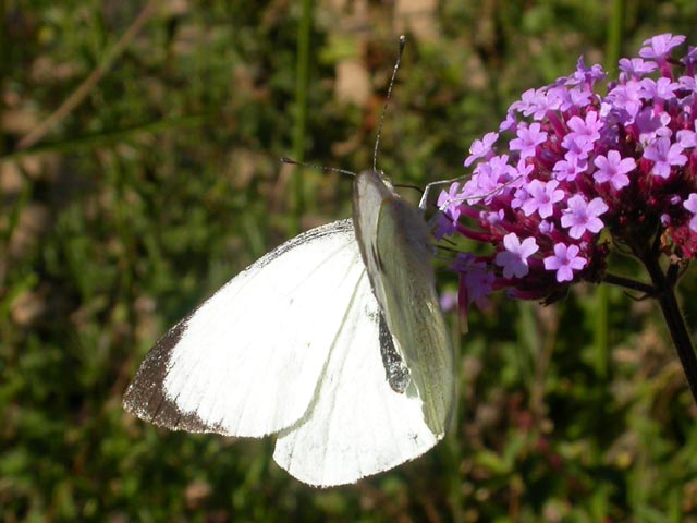 Large White butterfly on Verbena