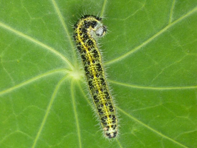 Large White butterfly caterpillar on Nasturtium