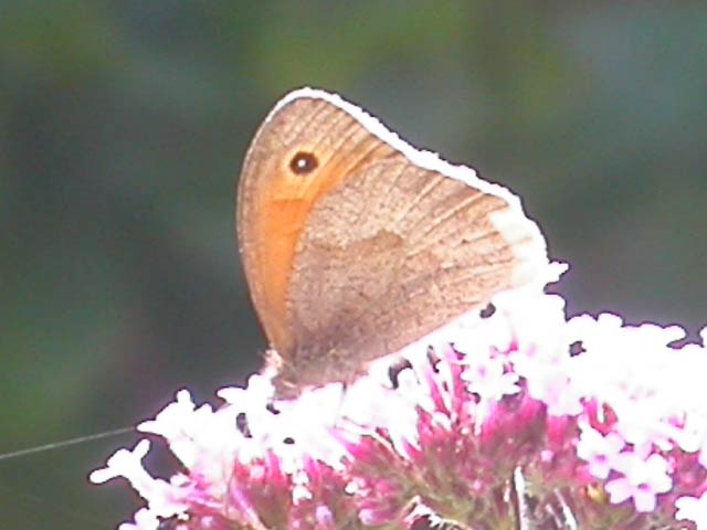 Meadow Brown butterfly on Verbena