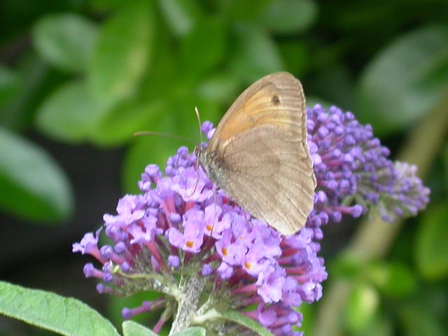 Meadow Brown butterfly on Buddleia