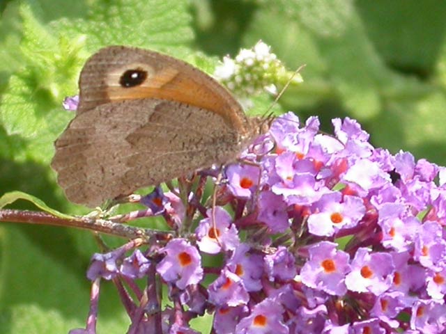 Meadow Brown butterfly on Buddleia