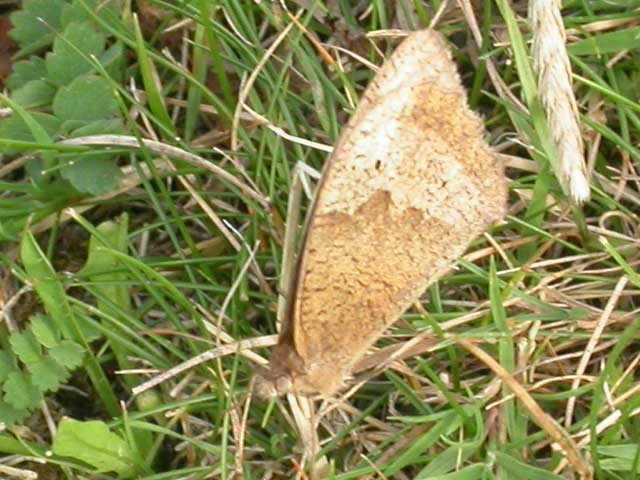 Meadow Brown butterfly on grass