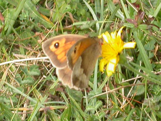 Meadow Brown butterfly on wildflower
