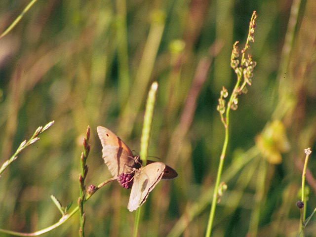 Meadow Brown butterfly on wildflower