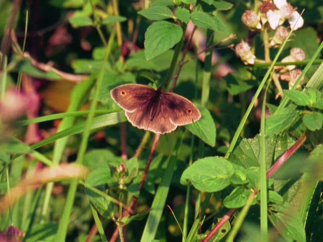 Meadow Brown butterfly 