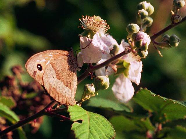 Meadow Brown butterfly on Bramble